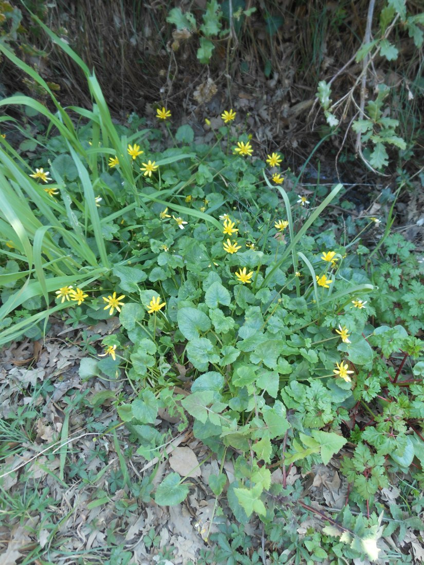 Ficaria verna (=Ranunculus ficaria) subsp. ficariiformis)